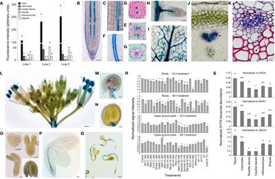 SYNAPTOTAGMIN 4 is expressed mainly in the phloem and participates in abiotic stress tolerance in Arabidopsis